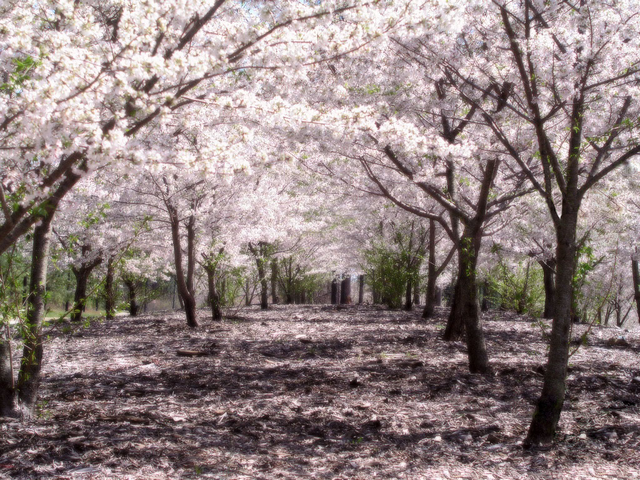 hanami-di-jepang