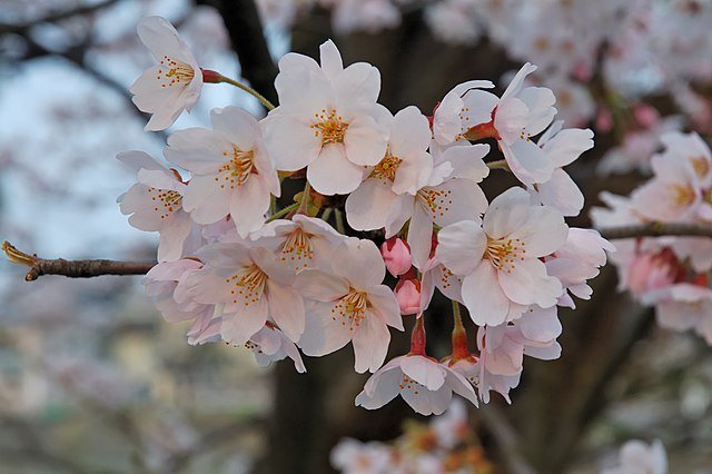 jadwal-sakura-jepang-2025